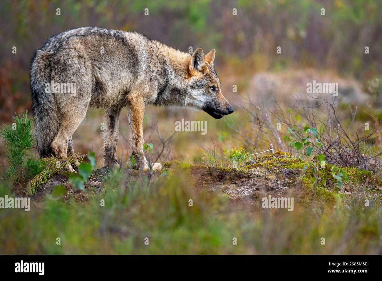Chiot de loup gris sauvage (Canis lupus lupus), Finlande Banque D'Images