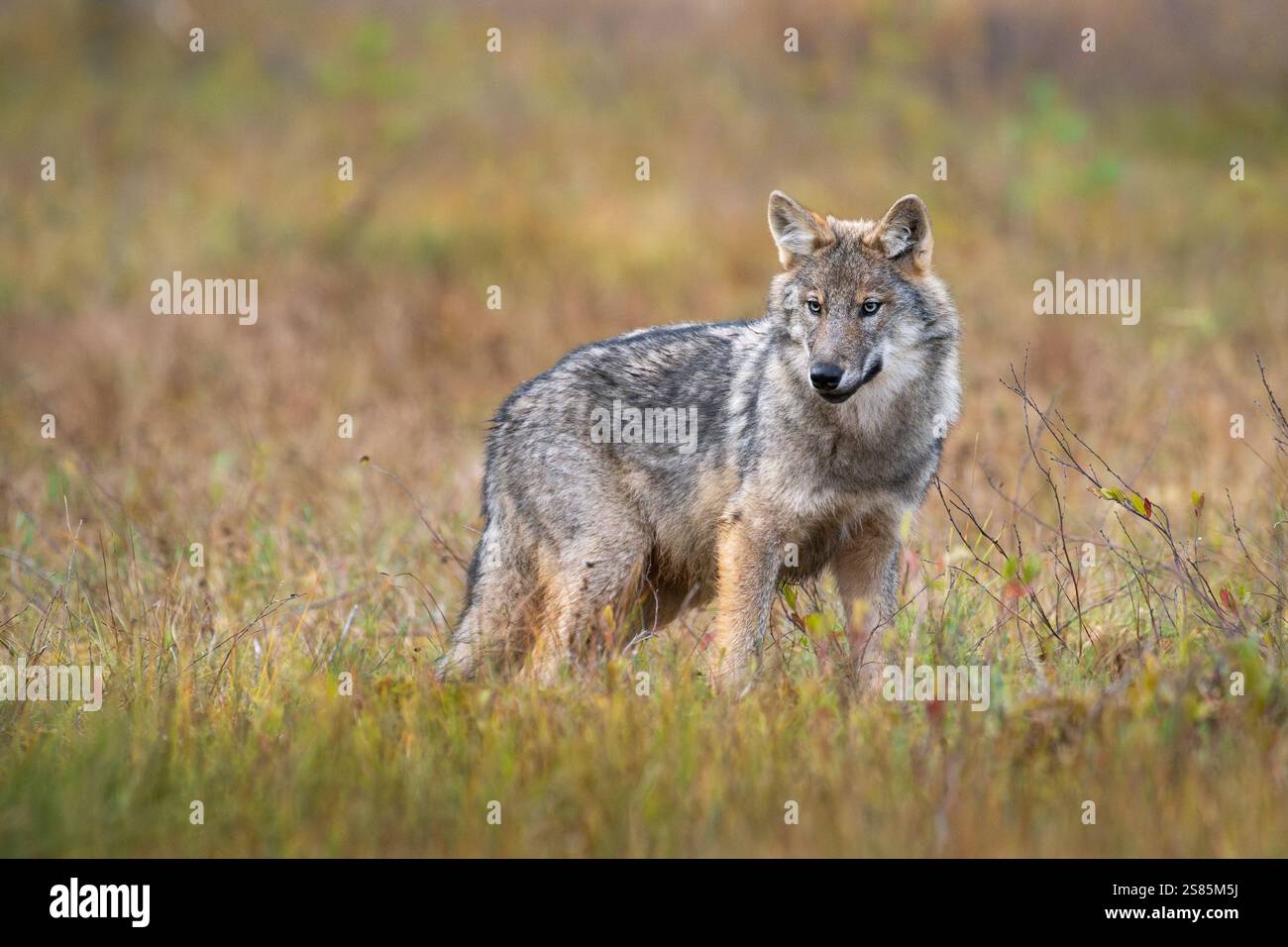 Chiot de loup gris sauvage (Canis lupus lupus), Finlande Banque D'Images