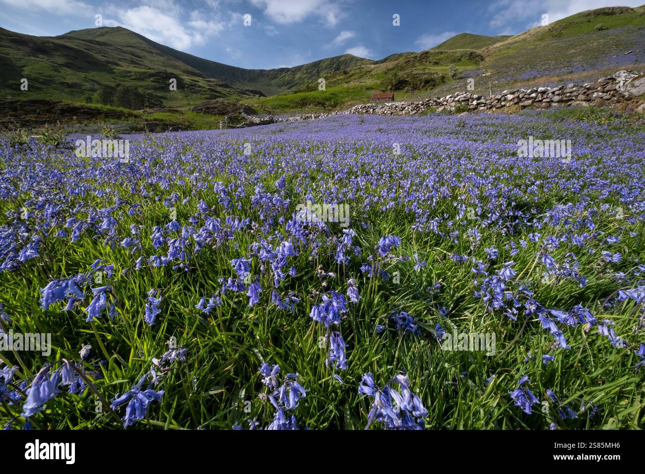 Les cloches bleues (Hyacinthoides non-scripta) dans le Cwm Pennant soutenu par la crête de Nantlle, le Cwm Pennant, le parc national Snowdonia (Eryri), Gwynedd Banque D'Images