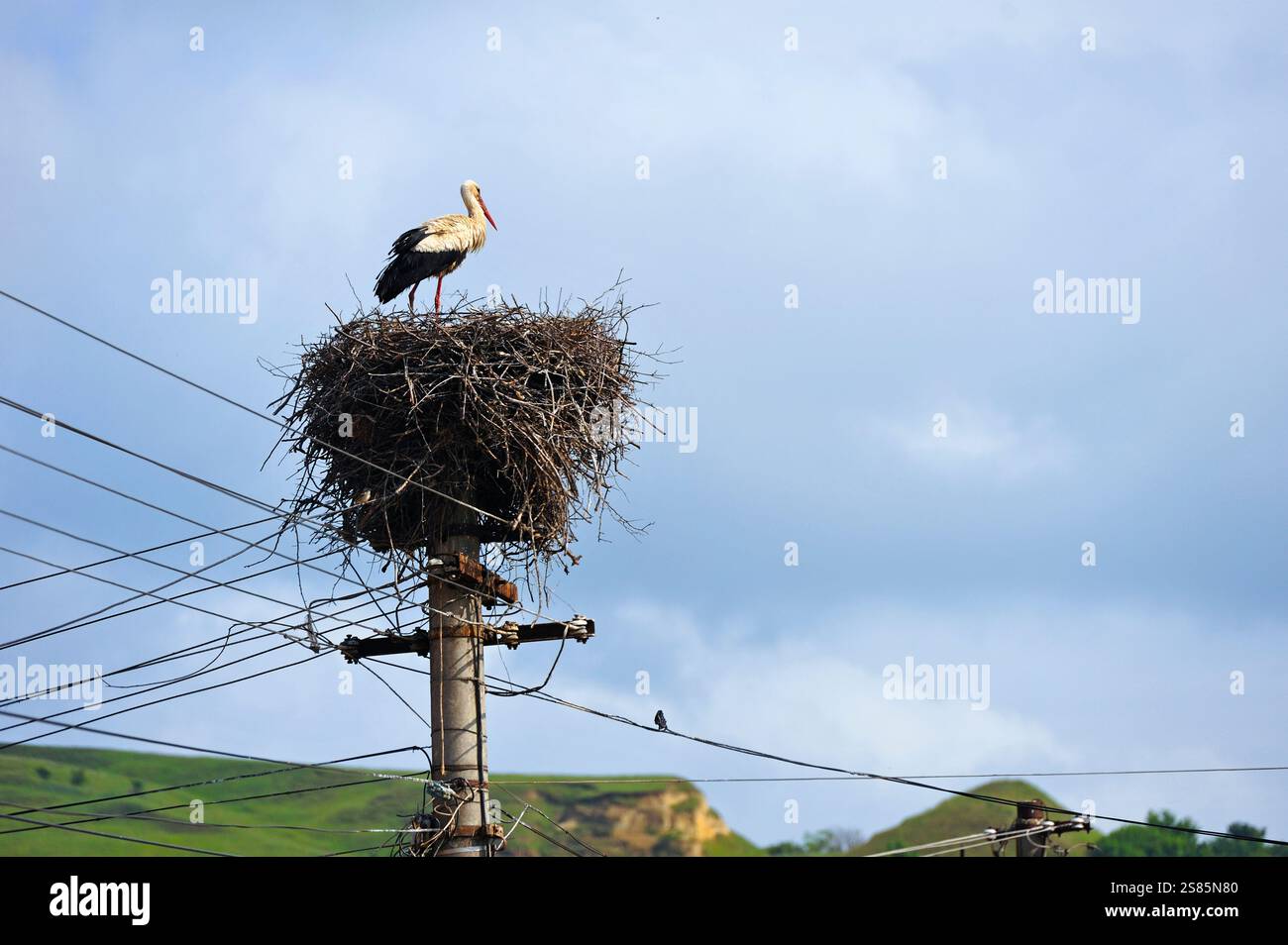 Ciconia (cigogne) nid sur le poteau télégraphique, village sur la route de Sibiu à Sighisoara, Transylvanie, Roumanie Banque D'Images