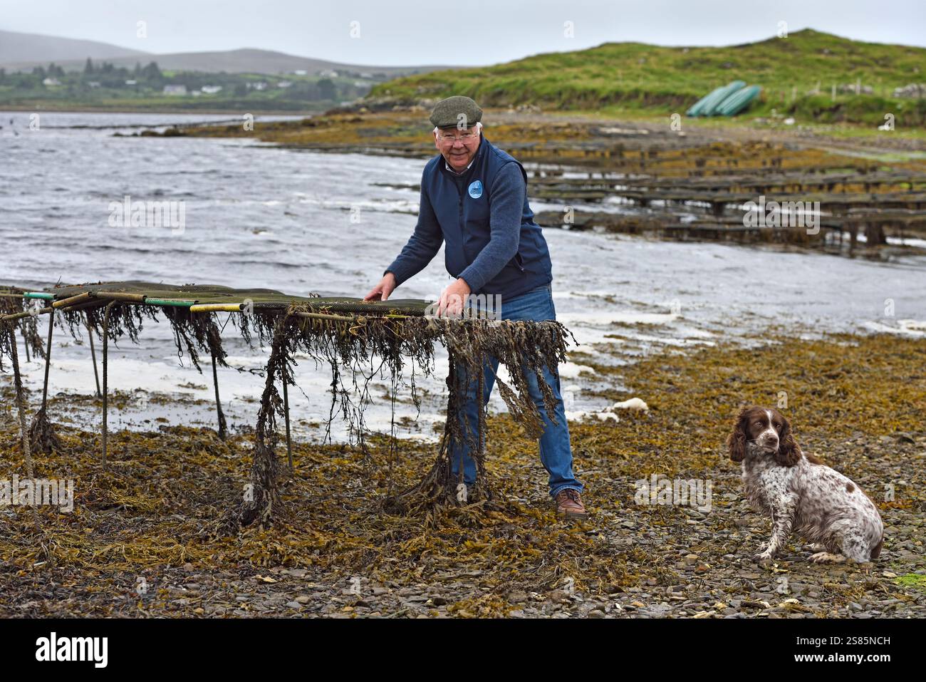 David Keanes, propriétaire de Connemara Oyster Farm avec sacs à huîtres, Ballinakill Bay, Letterfrack, Connemara, comté de Galway, Connacht, République d'Irlande Banque D'Images