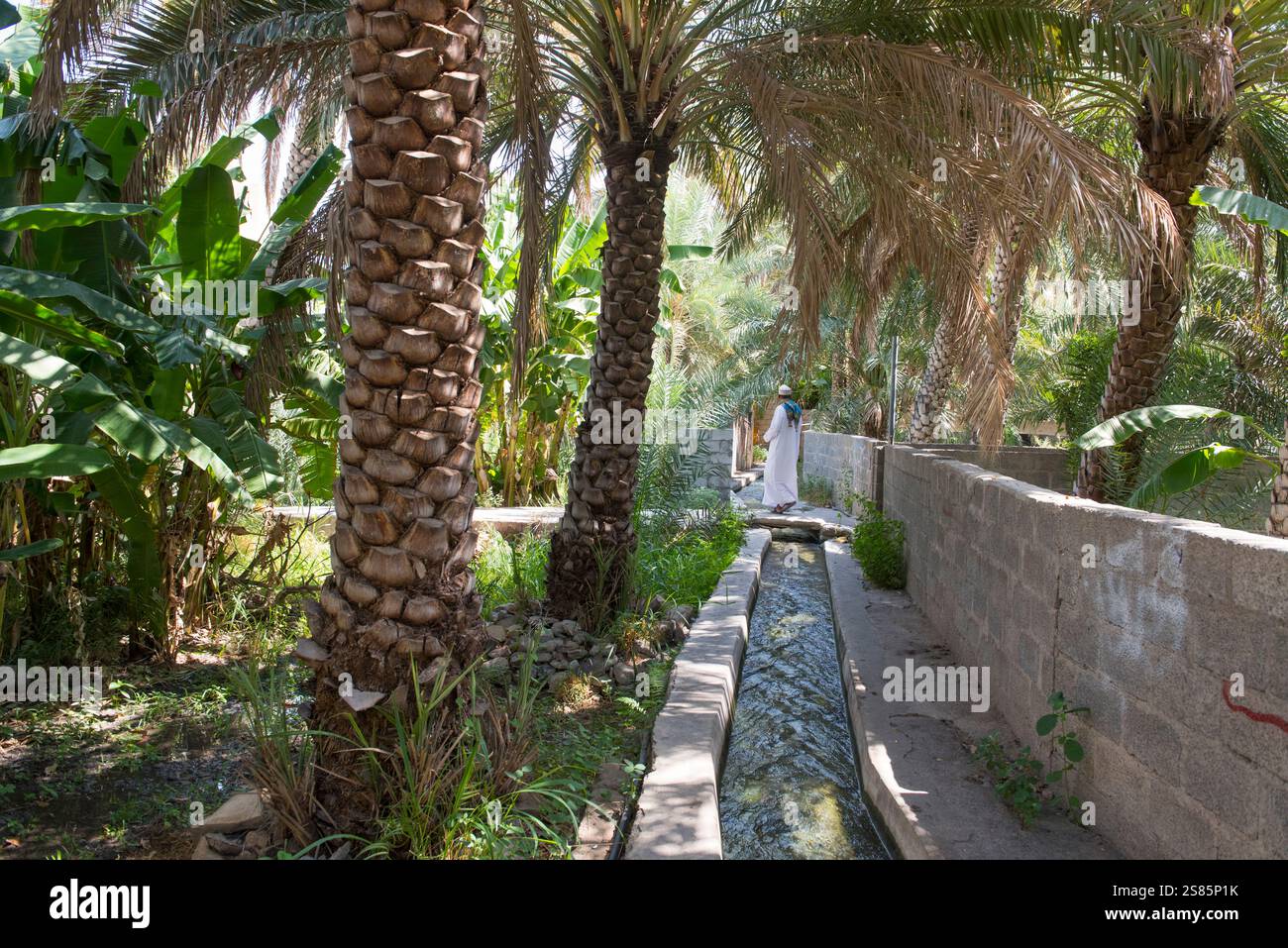 Canal d'irrigation dans la palmeraie. Birkat Al Mouz, région d'Al Dakhliya, système d'irrigation de Falaj (Falaj Al-Khatmeen), UNESCO, Oman, péninsule arabique Banque D'Images