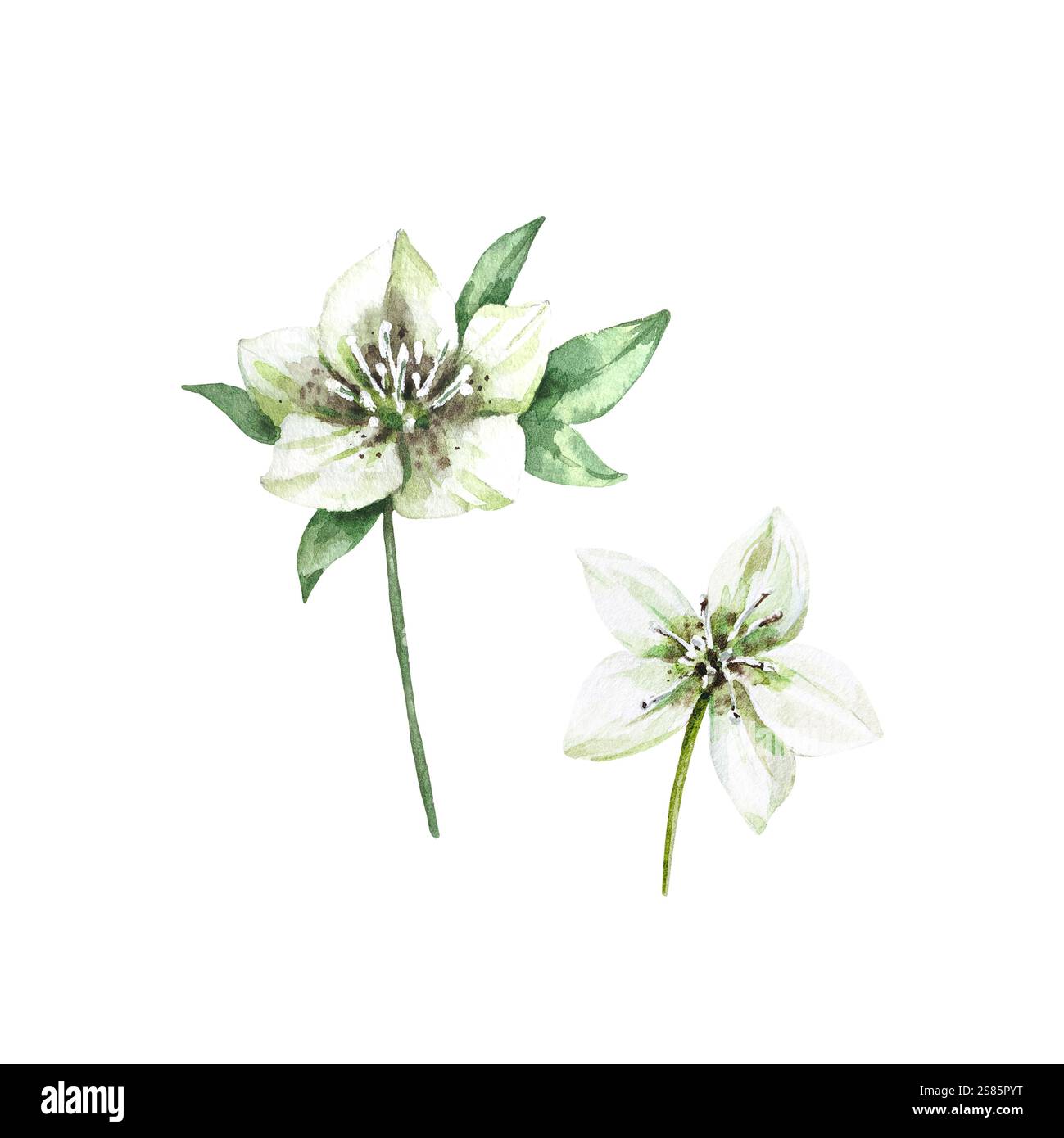 Fleurs d'hellebore vertes peintes à la main à l'aquarelle isolé sur fond blanc. Banque D'Images