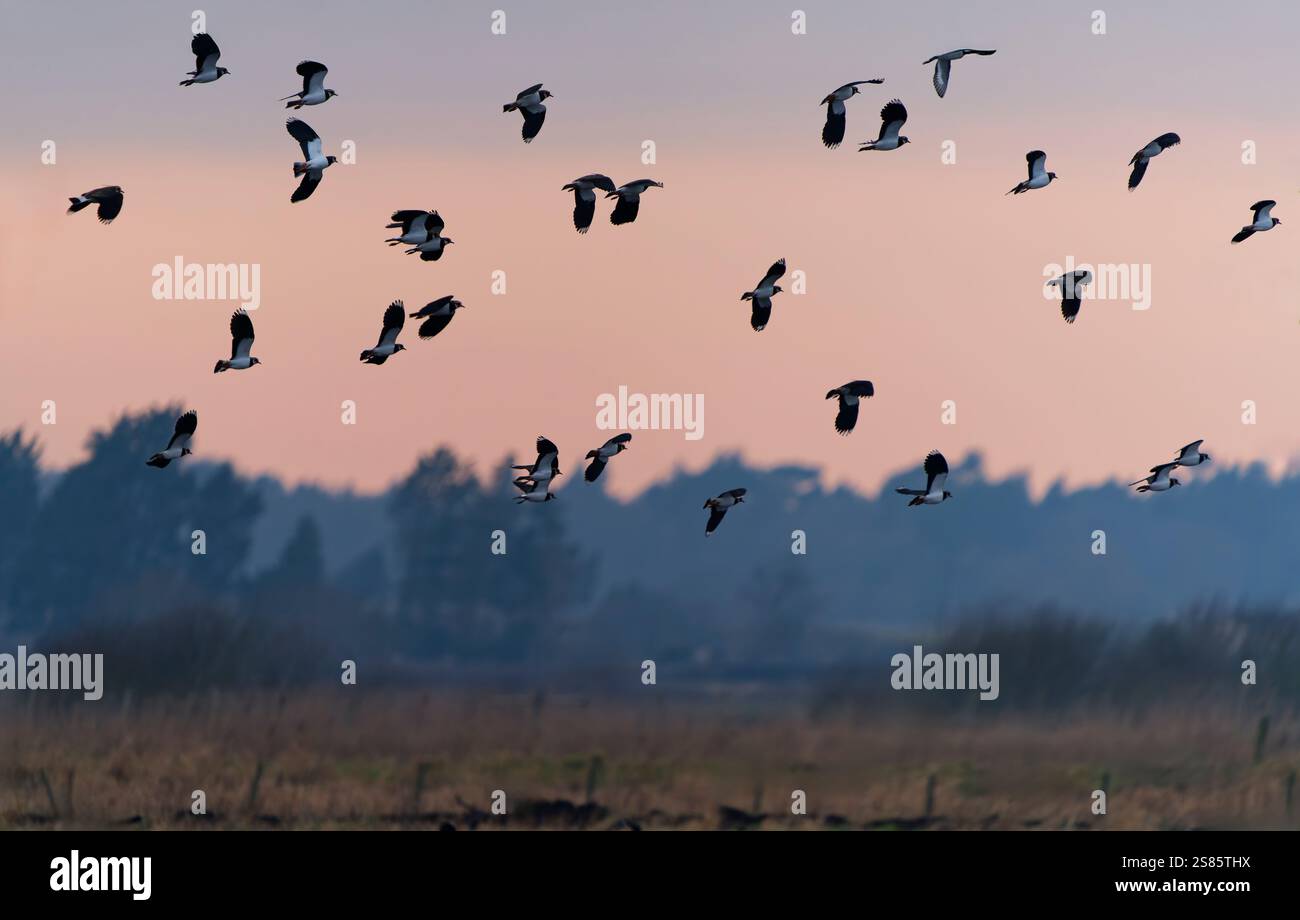 Un troupeau de vallées, (Vanellus vanellus), survolant un lac au Martin Mere Wetlands Centre au coucher du soleil Banque D'Images