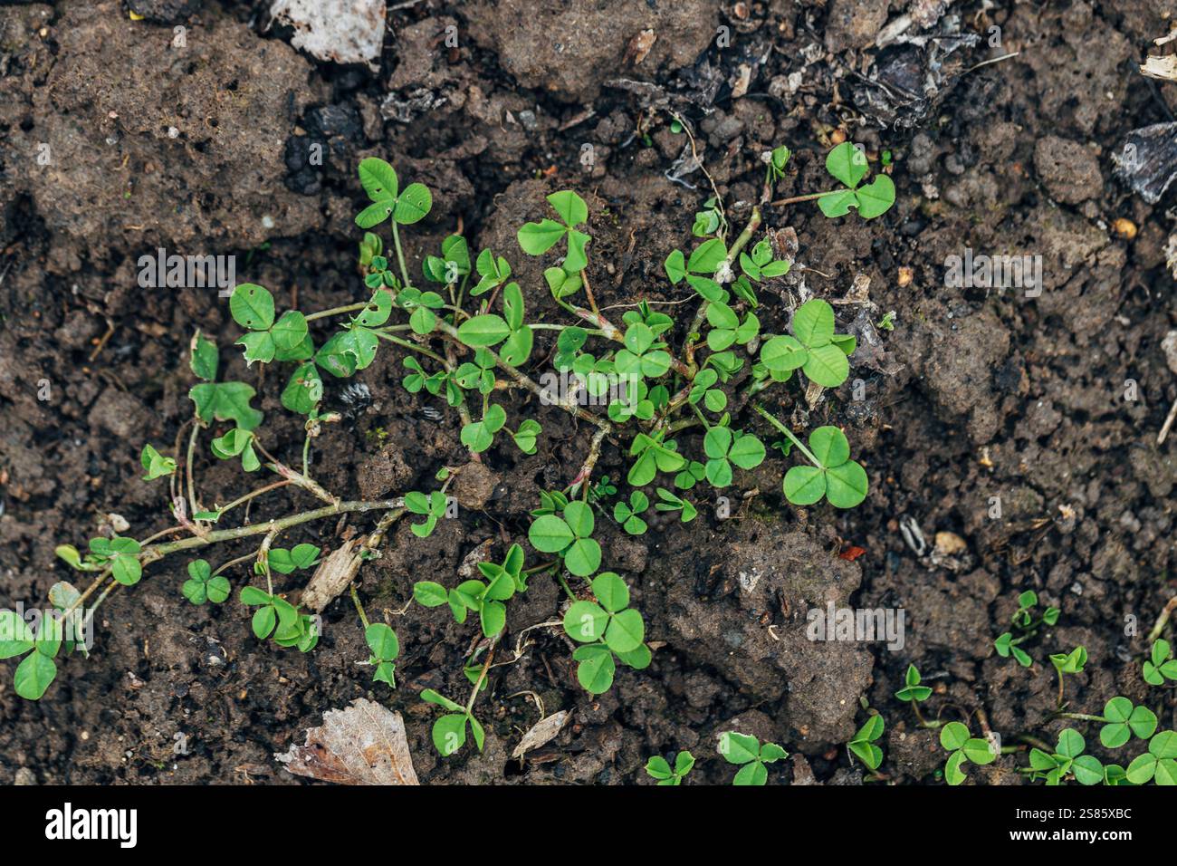 Le trèfle blanc rampant pousse dans le lit de jardin Banque D'Images