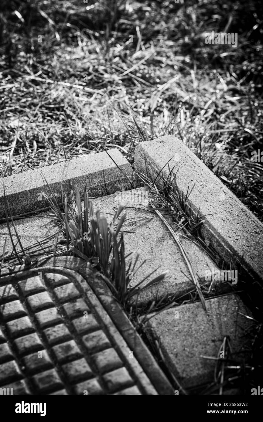 L'herbe pousse autour d'une dalle de béton près d'une grille métallique dans un parc pendant la journée Banque D'Images