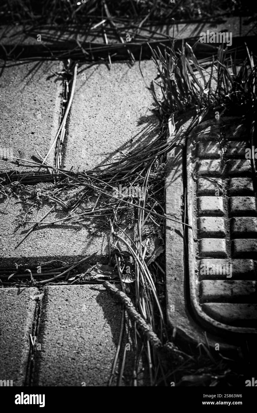Les éléments naturels s'entrelacent avec la chaussée en gros plan noir et blanc Banque D'Images