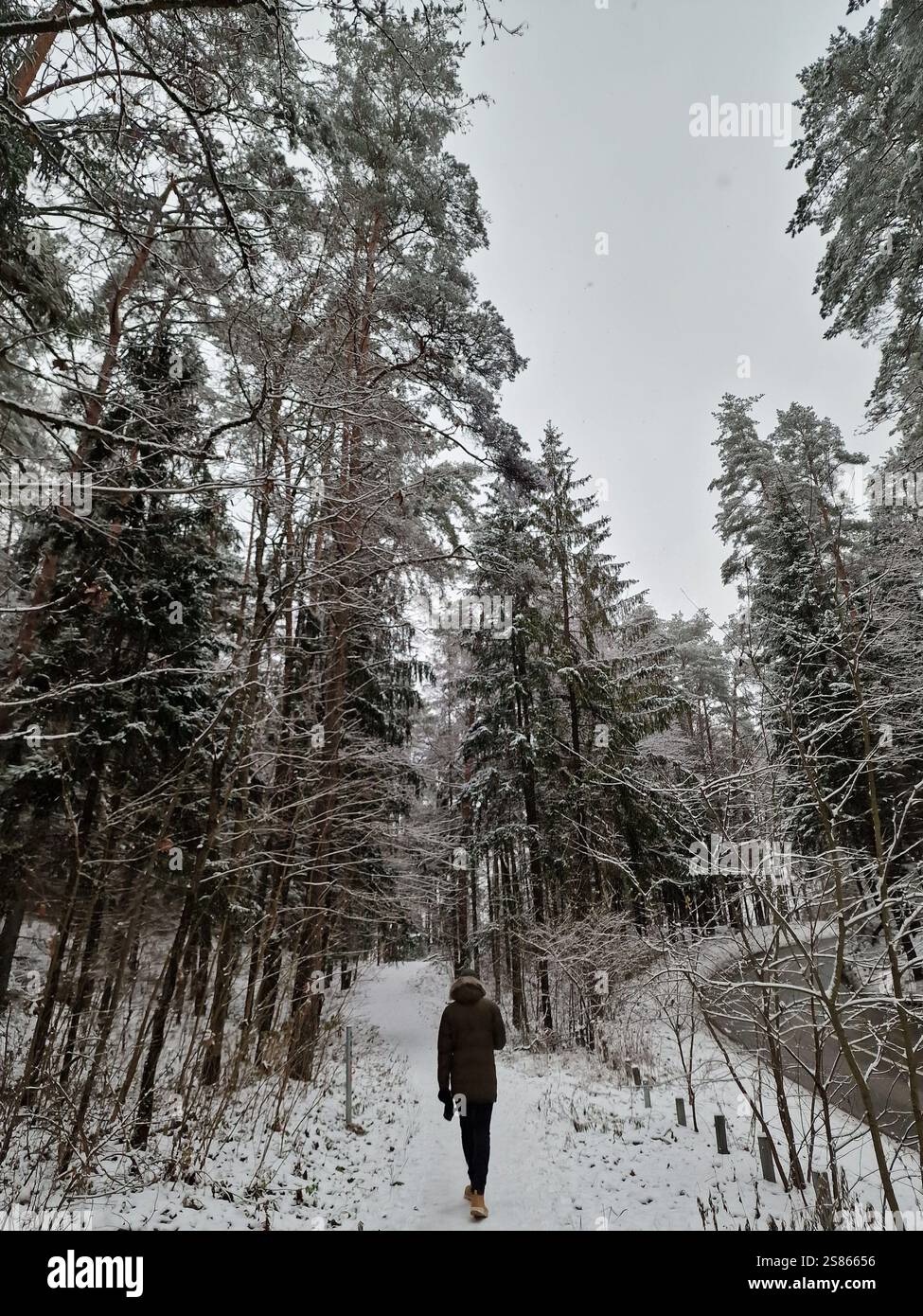 Scène tranquille de forêt d'hiver d'épinettes et d'arbres couverts de neige, un humain de l'arrière marchant sur un chemin forestier enneigé Banque D'Images