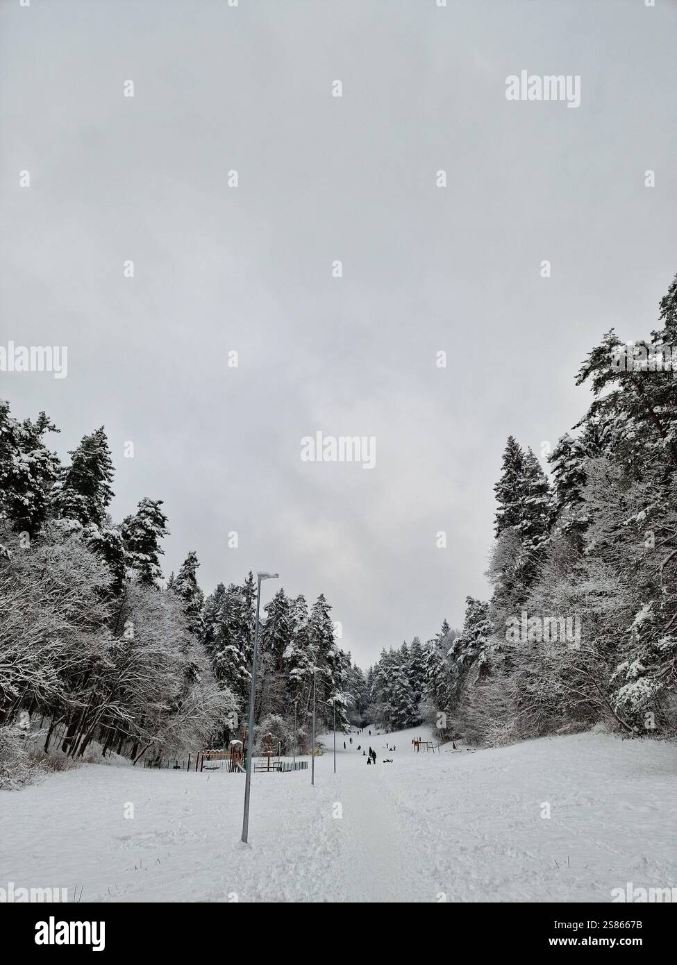 Paysage d'hiver, sol couvert de neige, arbres et épicéas, enfants jouant et glissant sur des traîneaux en bas de la colline de neige en hiver Banque D'Images
