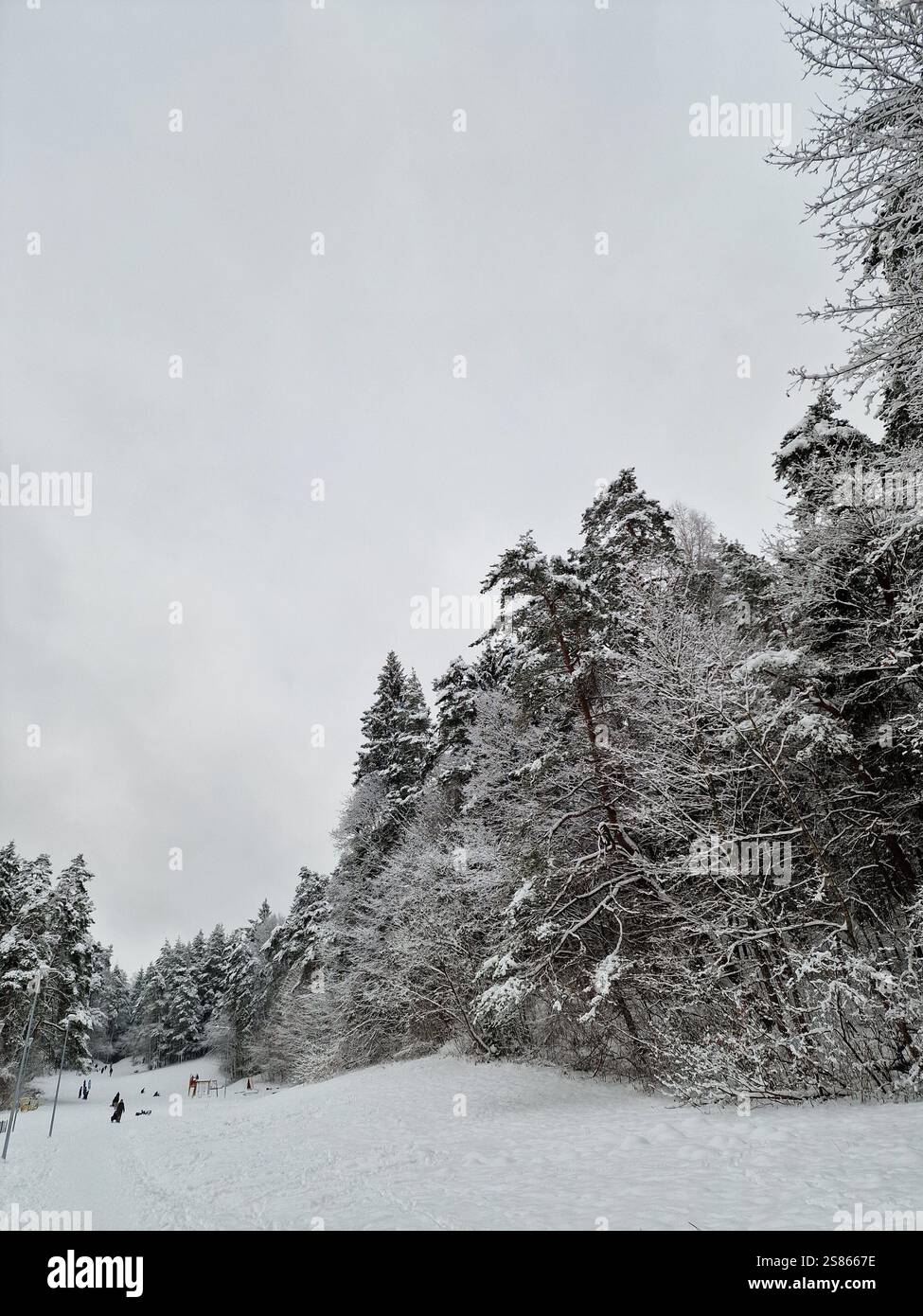 Paysage d'hiver, sol couvert de neige, arbres et épicéas, enfants jouant et glissant sur des traîneaux en bas de la colline de neige en hiver Banque D'Images