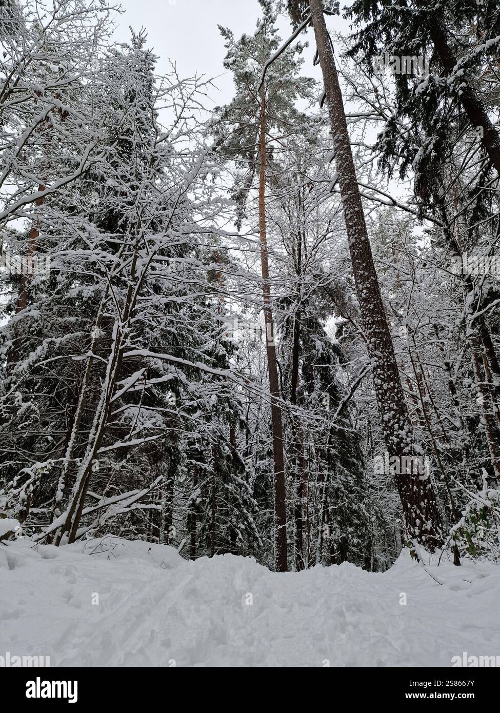 ranquil scène de forêt d'hiver, de grands arbres couverts de neige et des épinettes, un petit sentier à travers la neige Banque D'Images
