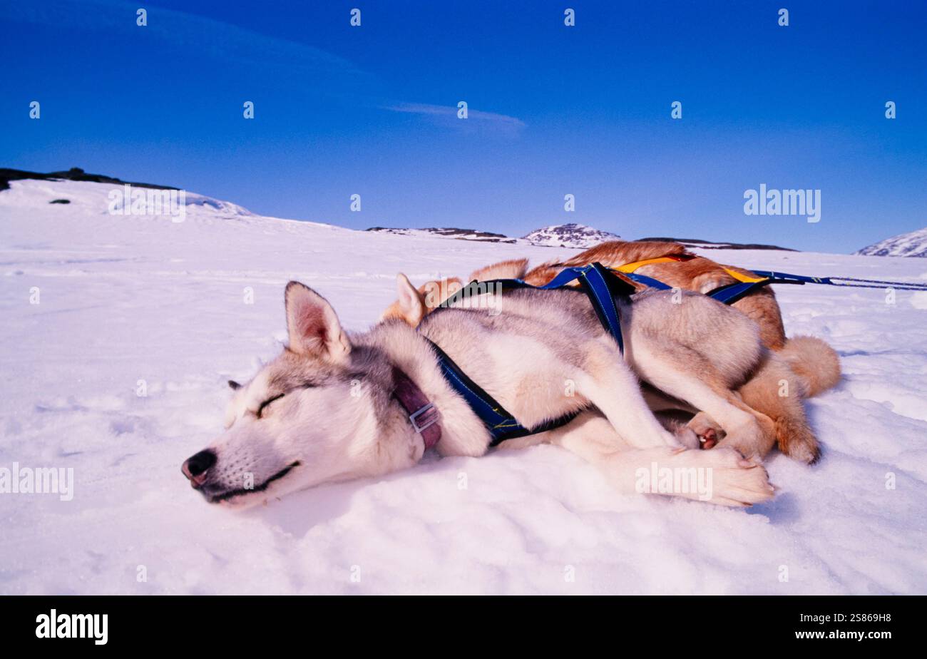 Chien de traîneau au repos Banque D'Images