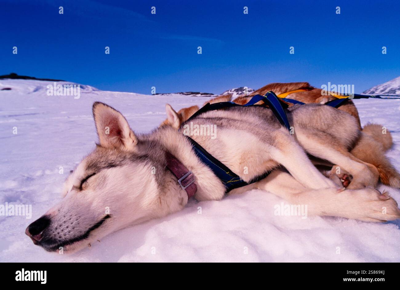 Chien de traîneau au repos Banque D'Images