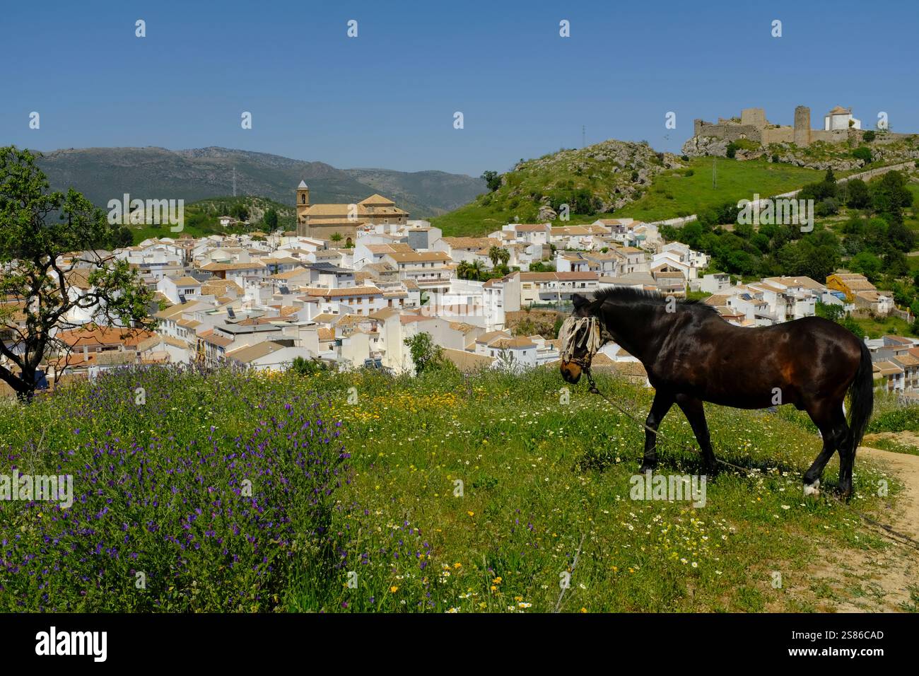 Pâturage de chevaux dans une prairie de fleurs sauvages surplombant la ville blanche et le château historique de Carcabuey au printemps, province de Cordoue, Andalousie, Espagne Banque D'Images