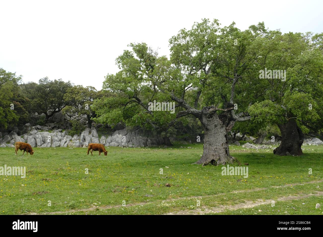 Pâturage de bovins et de liège dans la Serrania de Ronda, province de Malaga, Andalousie, Espagne Banque D'Images