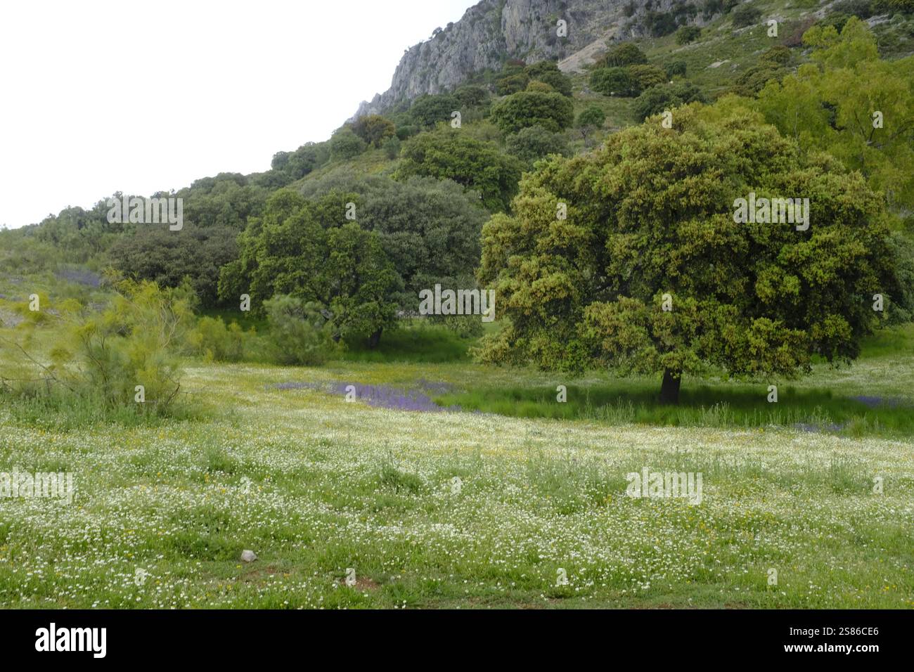 Prairie de fleurs sauvages au printemps dans les hautes collines du parc naturel de la Sierra Subbetica, province de Cordoue, Andalousie, Espagne Banque D'Images
