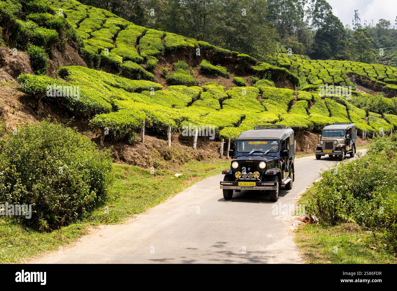 MUNNAR, INDE - 1er MAI 2024 : voitures de safari en jeep hors route conduisant à travers la plantation de thé au Kerala, Inde. Banque D'Images