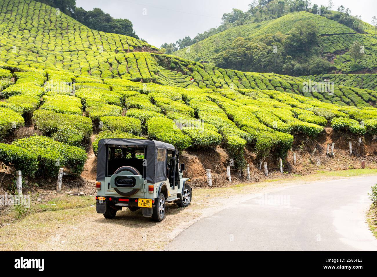 MUNNAR, INDE - 1er MAI 2024 : voitures de safari en jeep hors route conduisant à travers la plantation de thé au Kerala, Inde. Banque D'Images