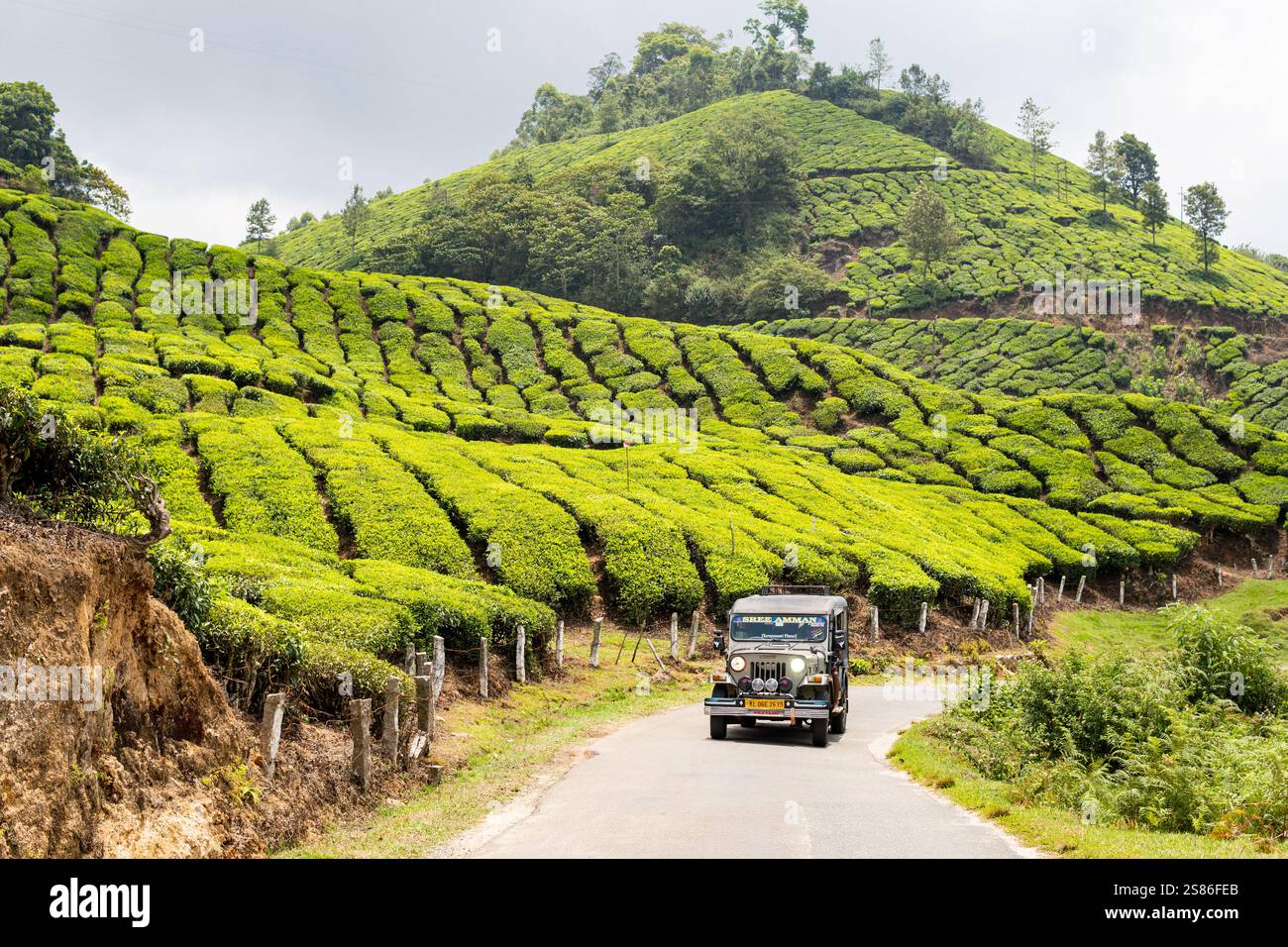 MUNNAR, INDE - 1er MAI 2024 : voitures de safari en jeep hors route conduisant à travers la plantation de thé au Kerala, Inde. Banque D'Images