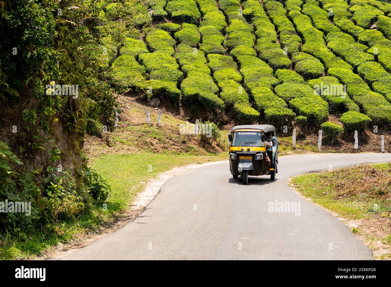 MUNNAR, INDE - 1er MAI 2024 : pousse-pousse automatique tuk-tuk à travers la plantation de thé au Kerala, Inde. Banque D'Images