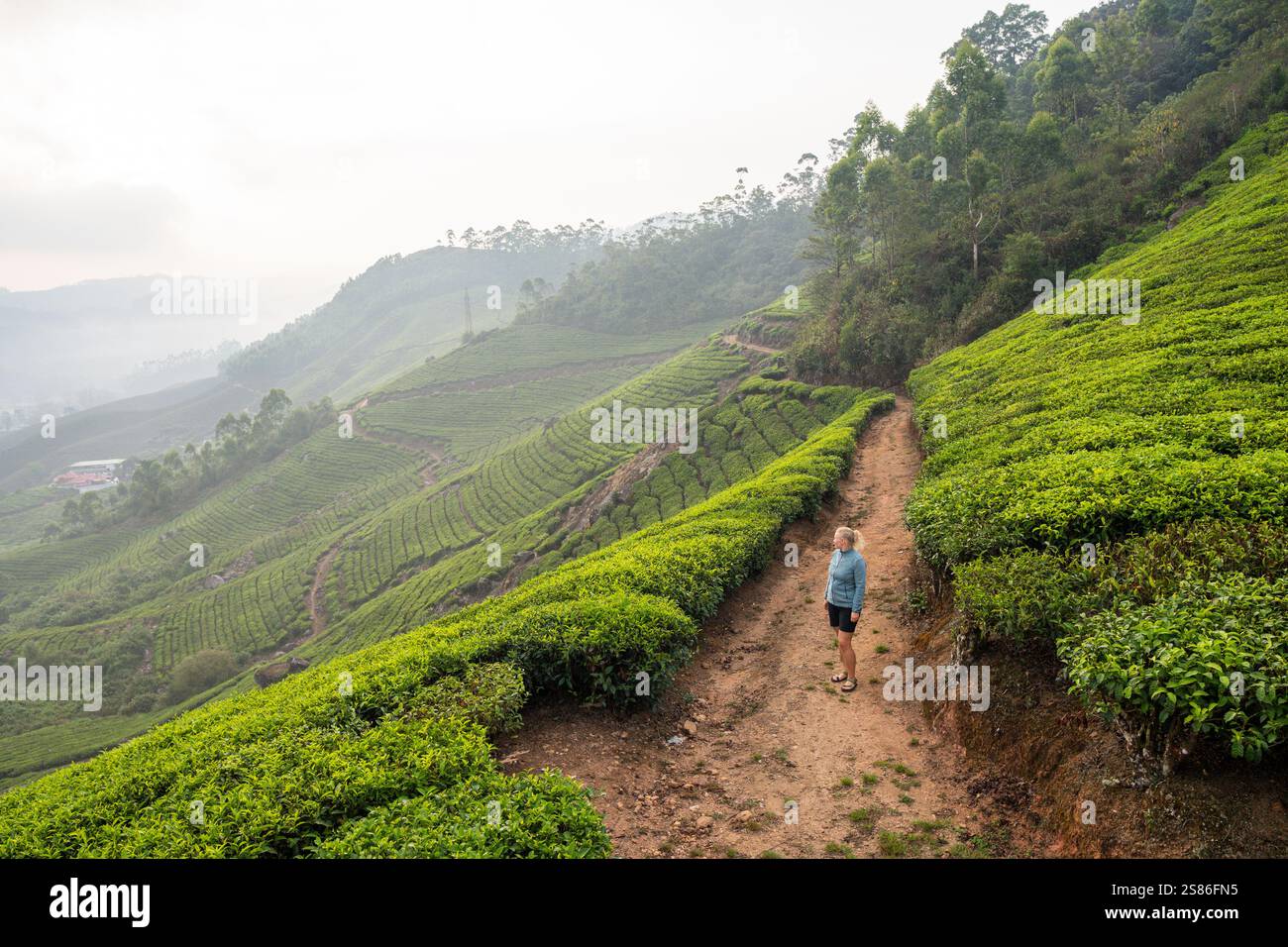 Jeune femme blonde en randonnée parmi les plantations de thé à Munnar. Éco-tourisme au Kerala, Inde Banque D'Images
