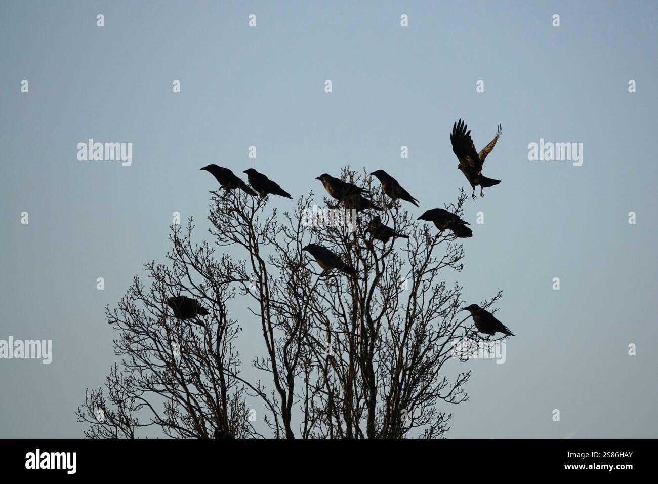 Corvidés sur un groupe d'arbres, hiver, Allemagne, Europe Banque D'Images