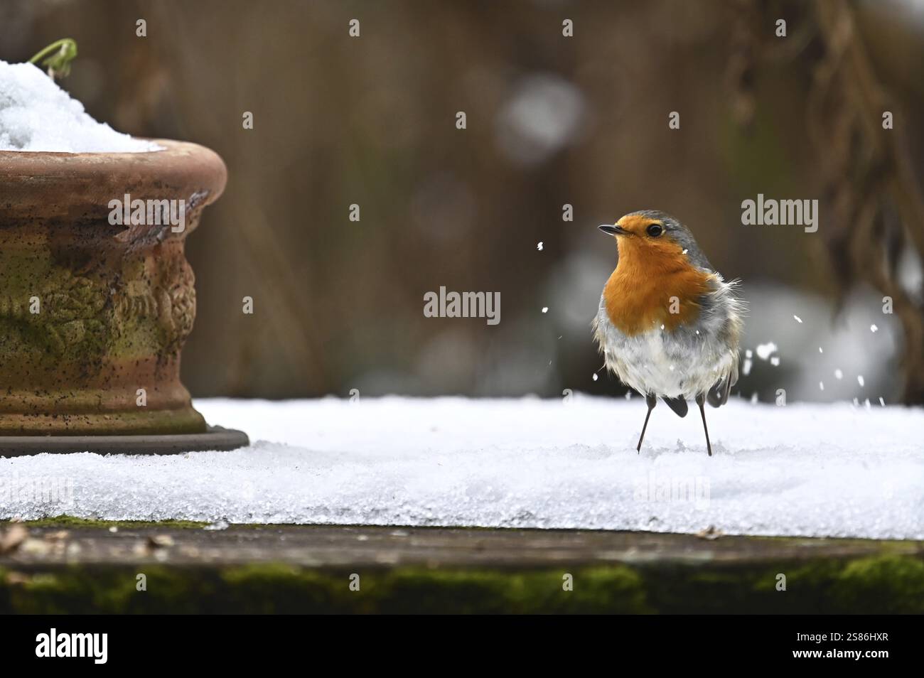 robin européen (Erithacus rubecula) dans la neige, Bavière, Allemagne, Europe Banque D'Images