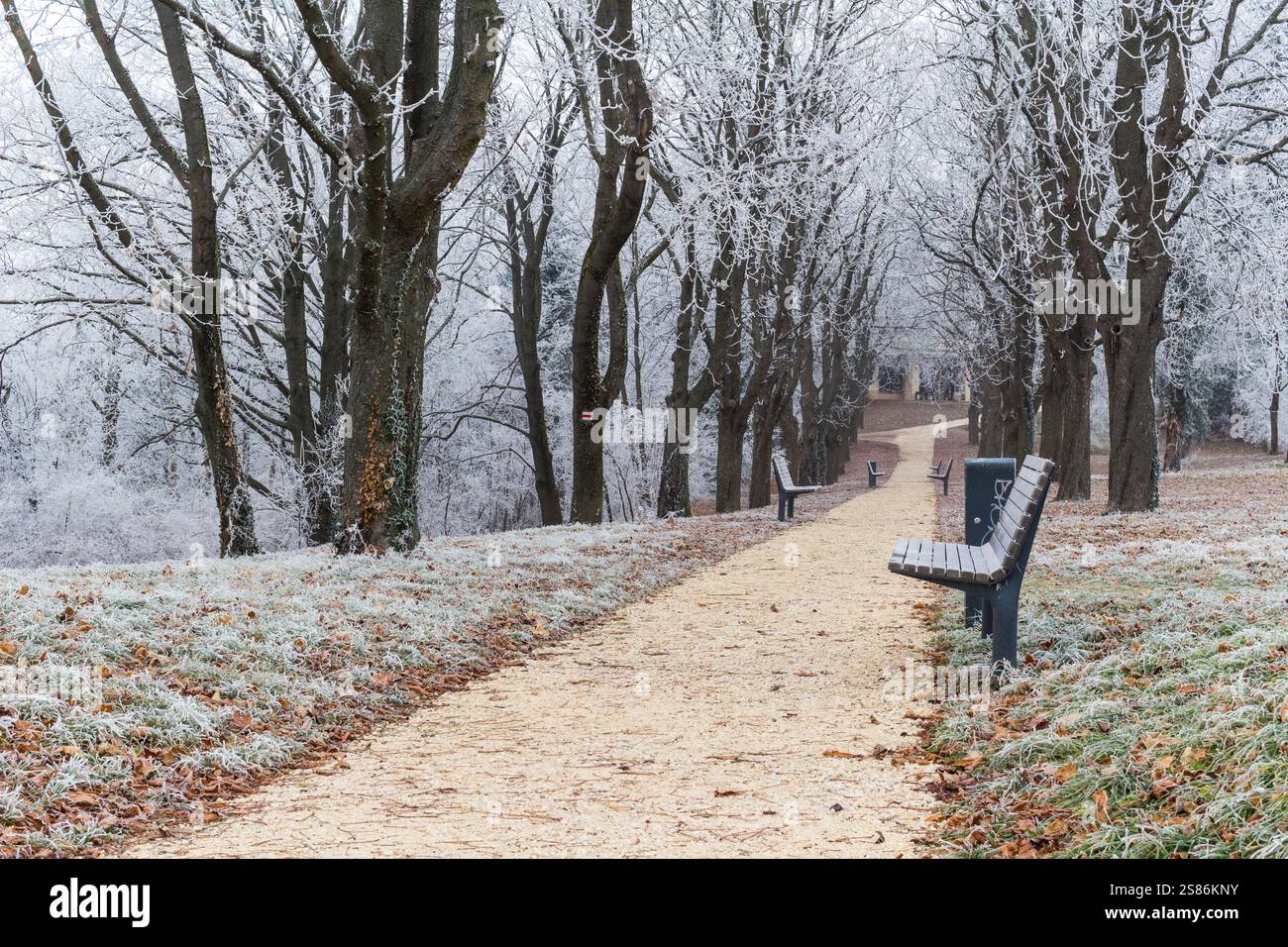 Gel sur les châtaigniers sauvages le long du sentier pédestre en hiver Banque D'Images