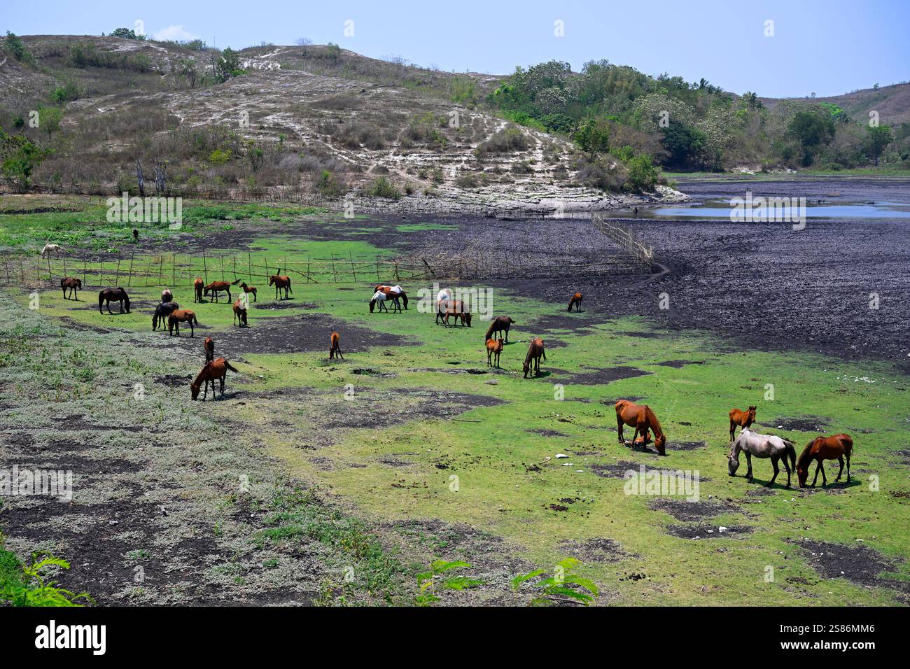 Cheval dans l'île de Sumba, Indonésie. Banque D'Images