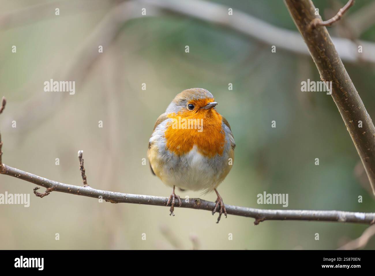 Vue de face d'un oiseau rouge sauvage britannique (Erithacus rubecula) perché sur une branche horizontale en hiver. Banque D'Images