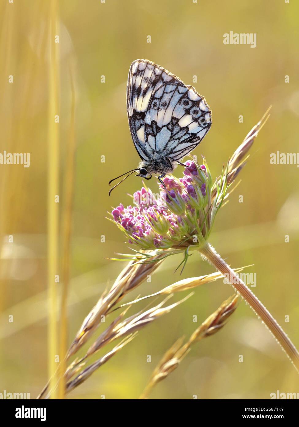 Une photographie d'un beau papillon dans la nature Banque D'Images