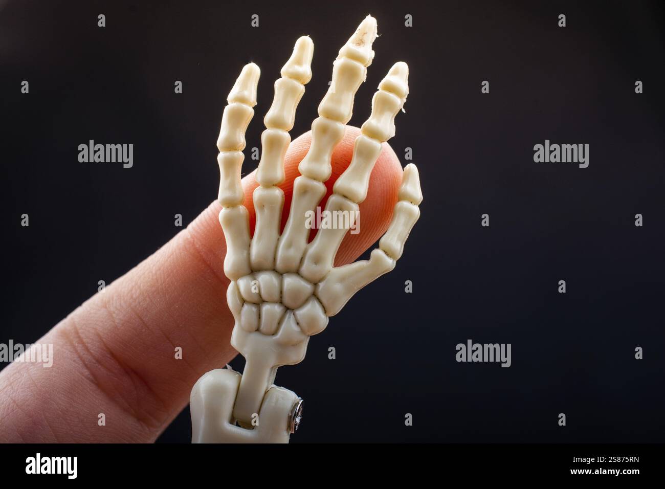 Modèle de main de squelette humain pour la science de l'anatomie médicale concept de clinique médicale Banque D'Images