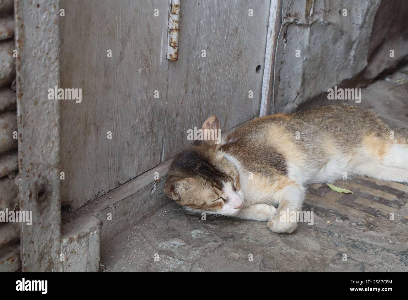 chat dormant dans la rue Banque D'Images