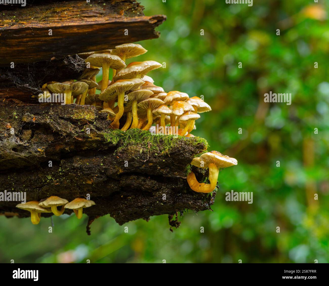 Tuft de soufre ou champignons en grappes (Hypholoma fasciculare) sur un arbre tombé dans la forêt de Southampton Common. Banque D'Images