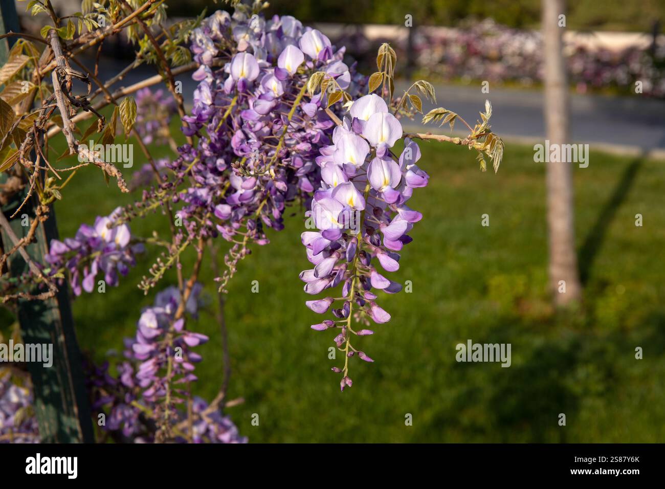 Belles fleurs de vigne violettes suspendues. Bakou. Azerbaïdjan. Banque D'Images