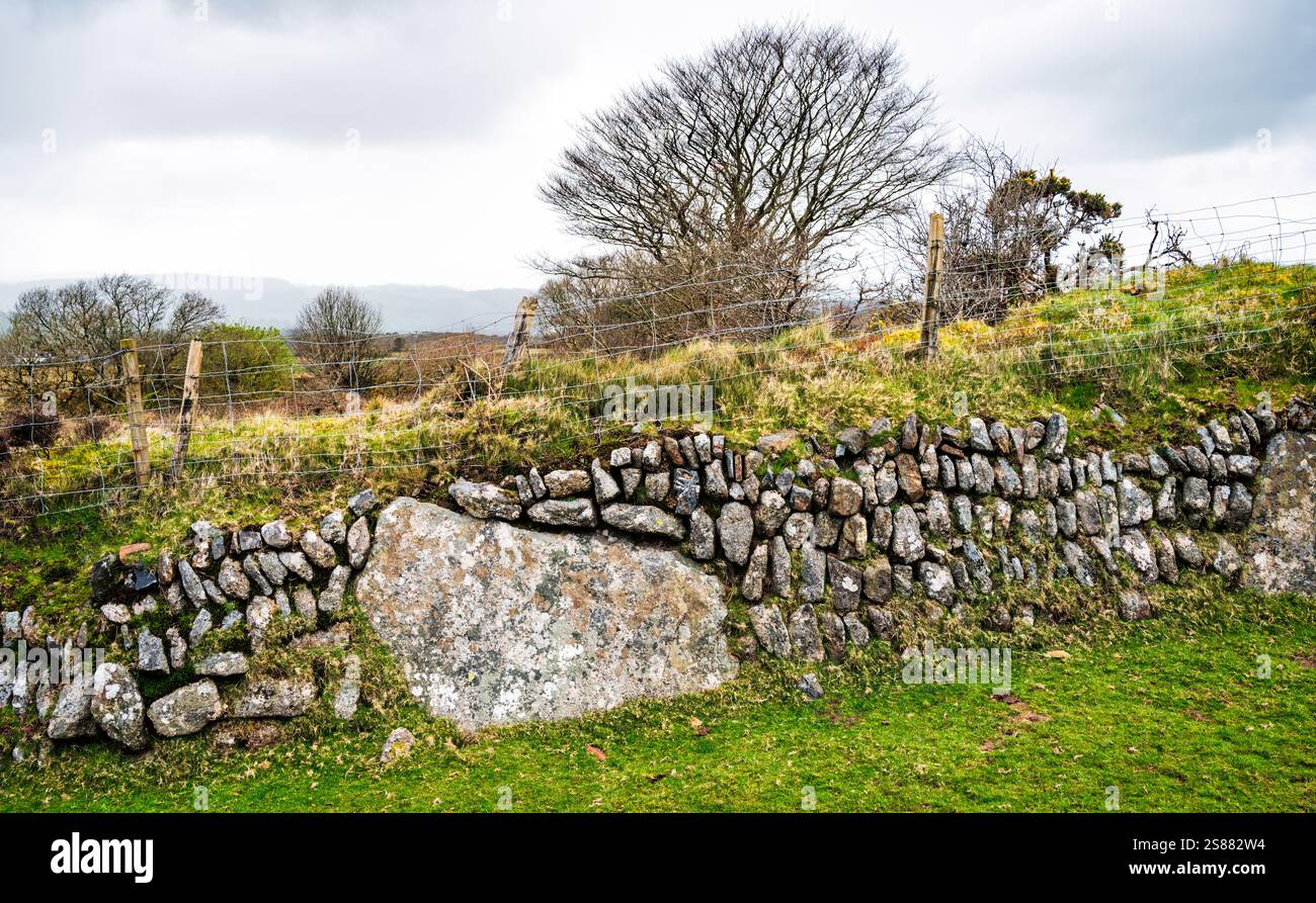 Un gros rocher incorporé dans une paroi en pierre sèche ou une banque du Devon près de Nodden Gate, Dartmoor National Park, Devon, Angleterre, Royaume-Uni. Banque D'Images