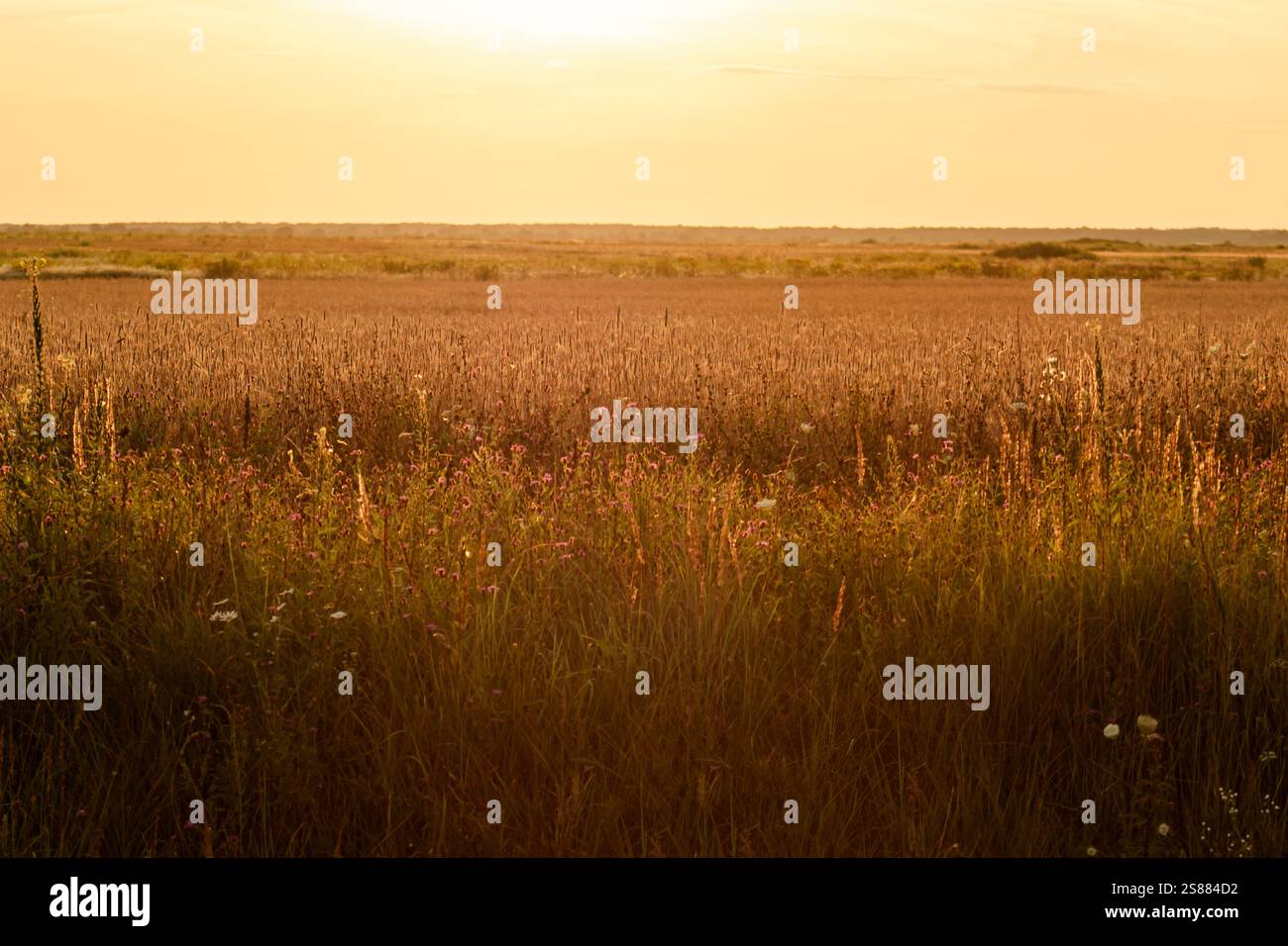 Un champ vibrant de fleurs en fleurs illuminé par la lumière dorée du soleil, créant une atmosphère chaleureuse et enchanteresse. Banque D'Images