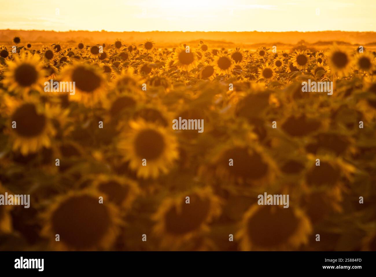 Un champ de tournesol pittoresque baigné de soleil doré, capturant la beauté de la nature et la chaleur de l'été. Banque D'Images