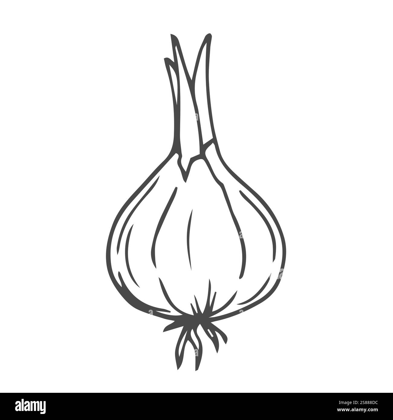 Oignon bulbe avec des plumes vertes dessinées illustration vectorielle. Légumes à l'oignon dessinés à la main Illustration de Vecteur