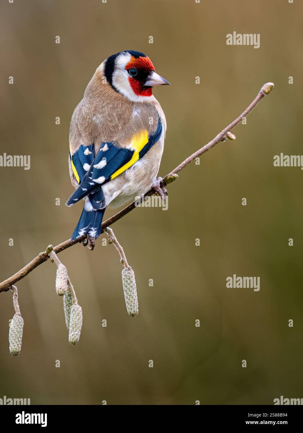 Goldfinch en hiver dans le centre du pays de Galles Banque D'Images