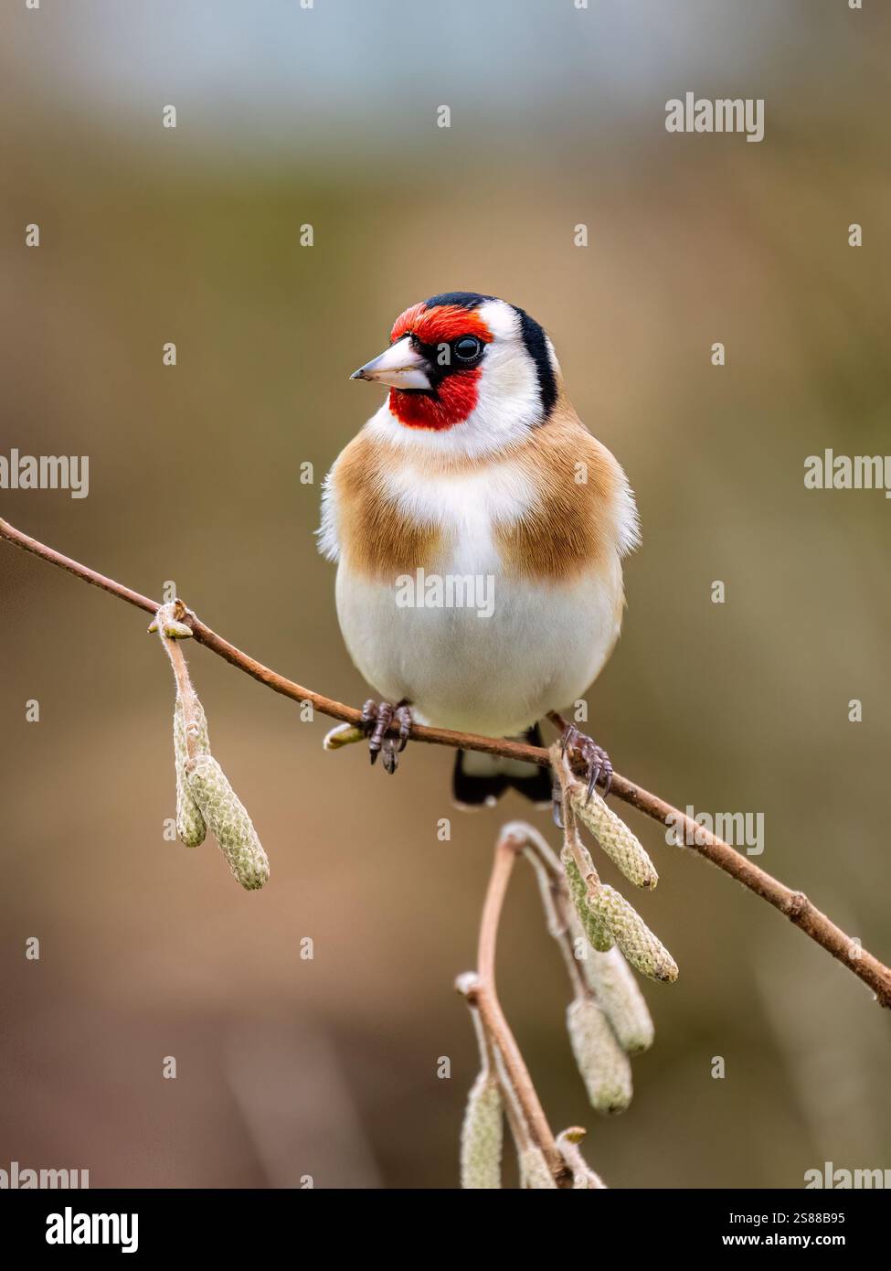 Goldfinch en hiver dans le centre du pays de Galles Banque D'Images