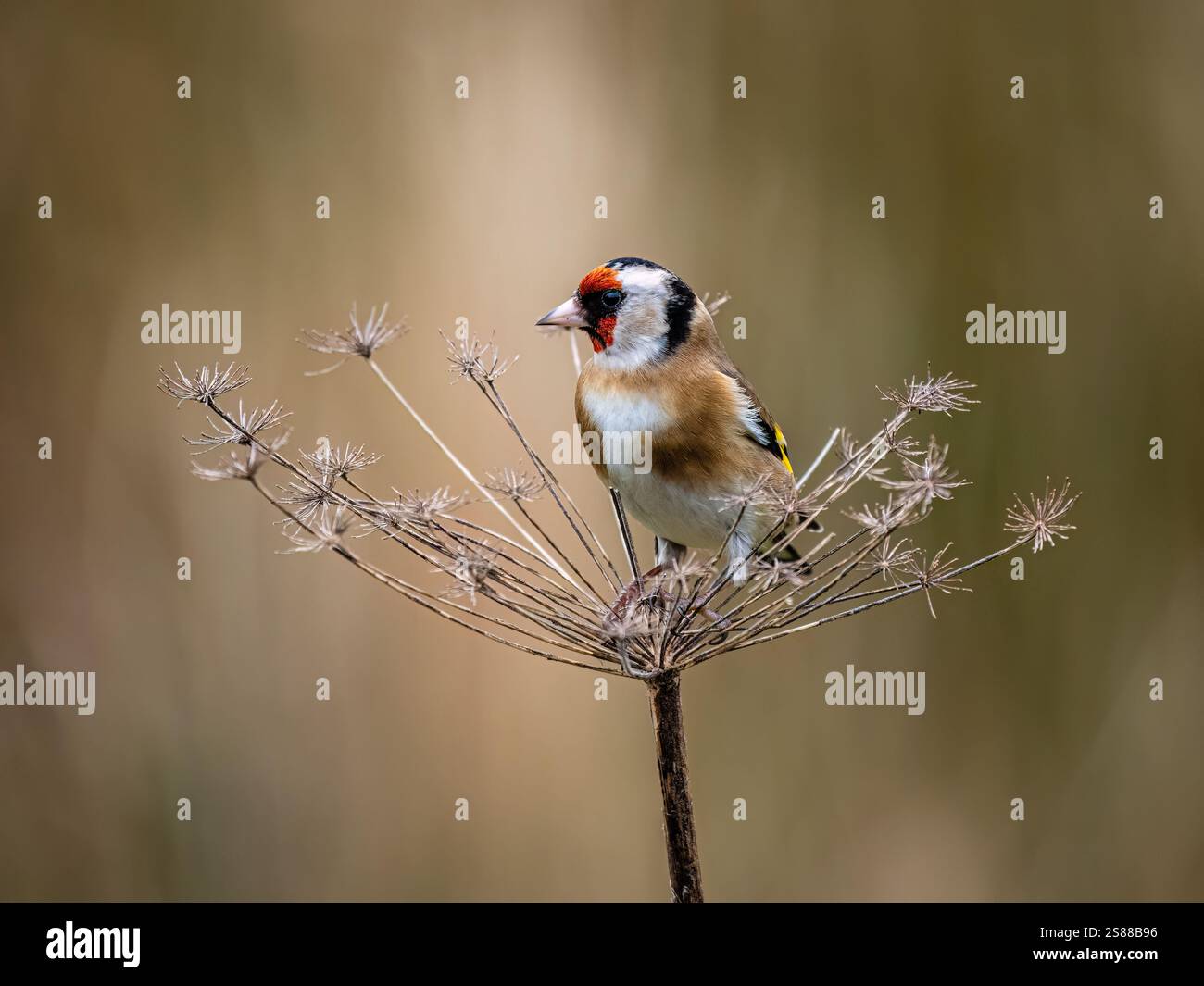 Goldfinch en hiver dans le centre du pays de Galles Banque D'Images