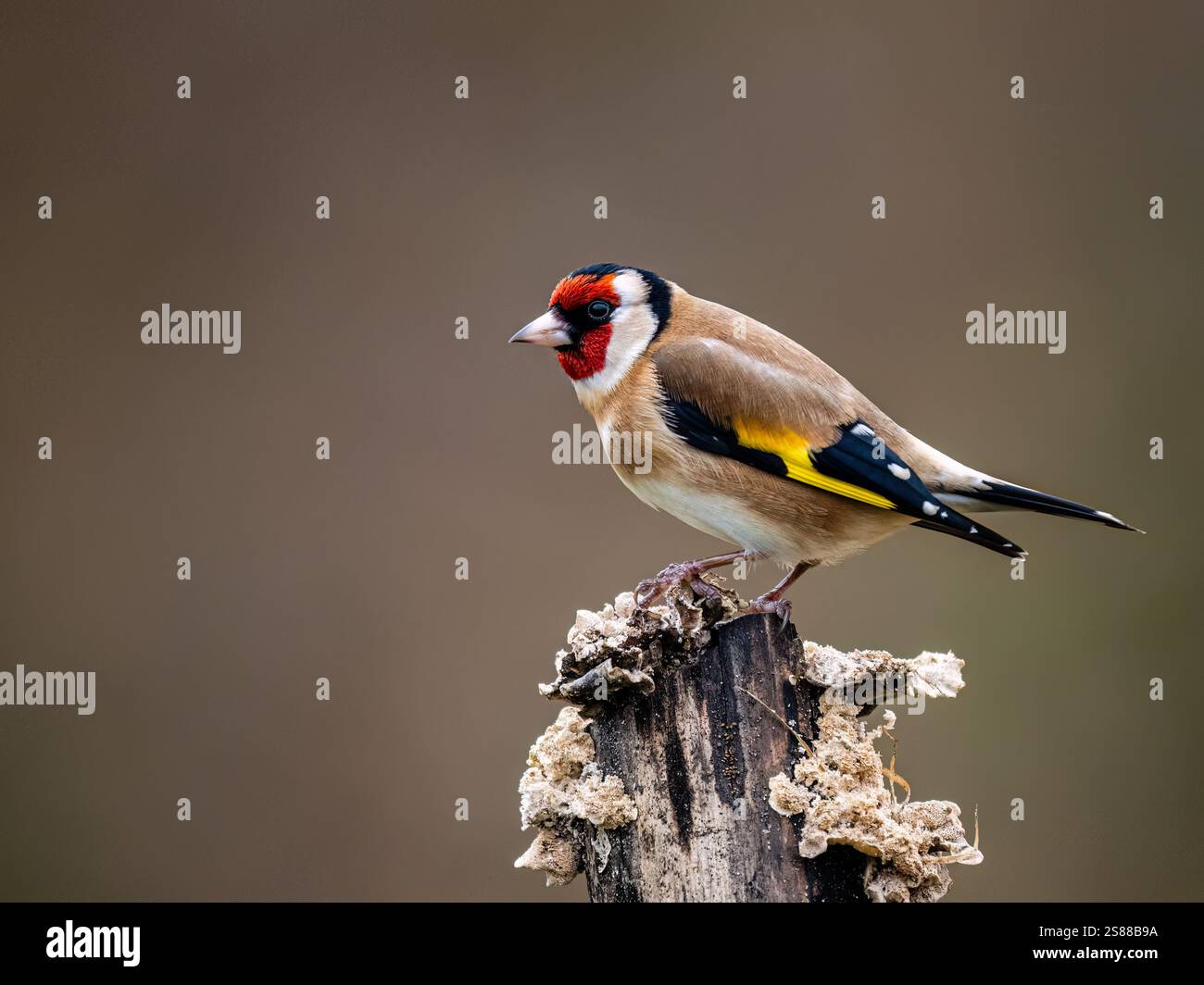Goldfinch en hiver dans le centre du pays de Galles Banque D'Images