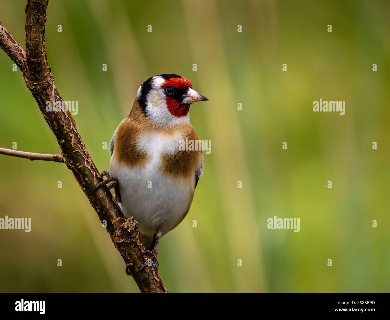 Goldfinch en hiver dans le centre du pays de Galles Banque D'Images