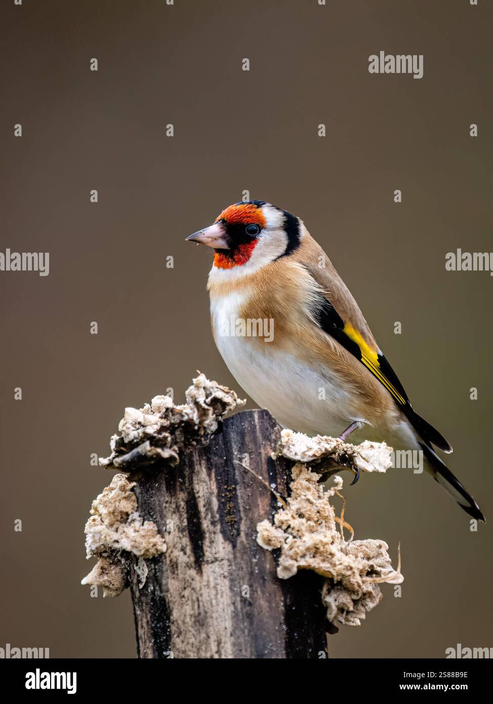 Goldfinch en hiver dans le centre du pays de Galles Banque D'Images
