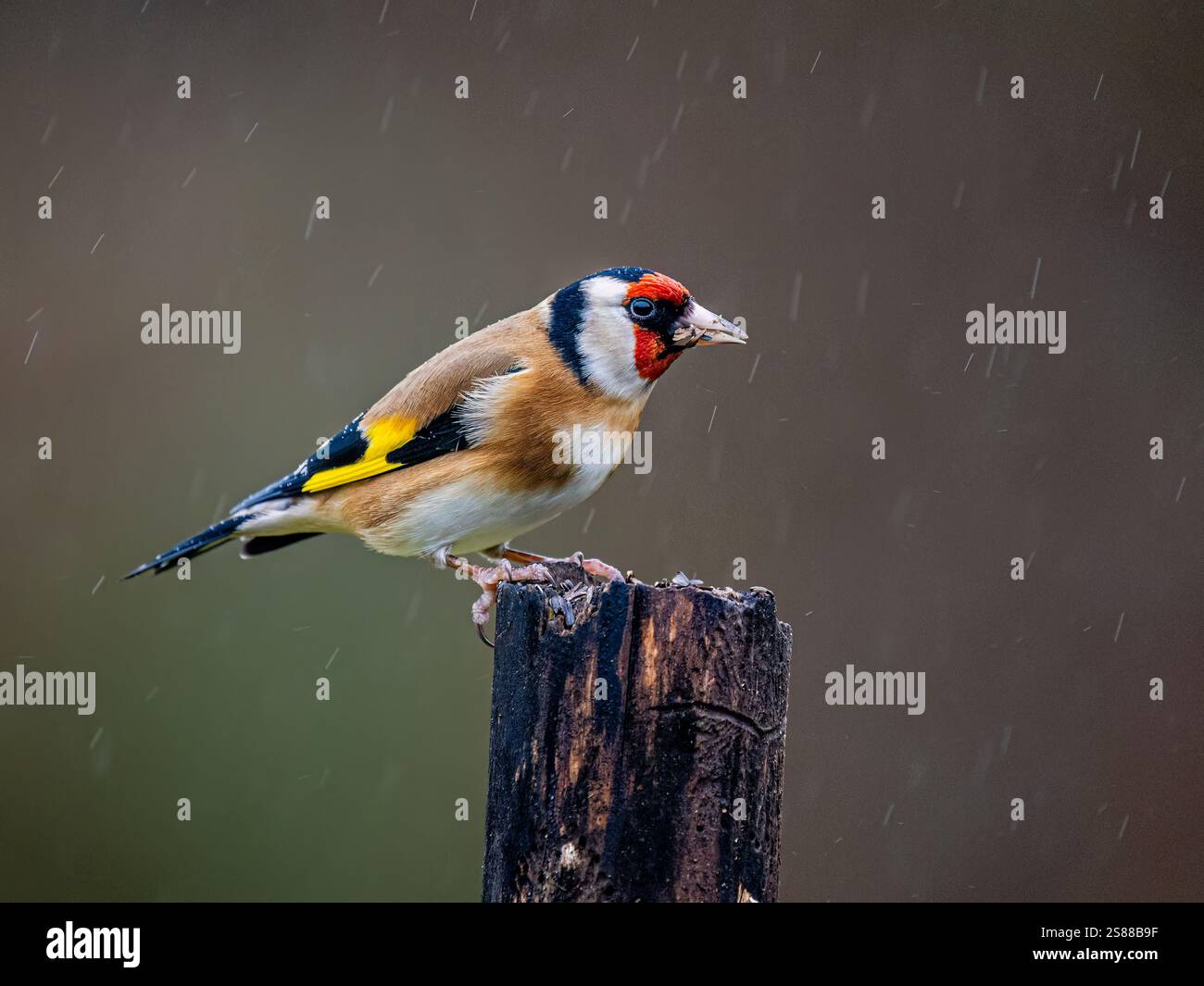 Goldfinch en hiver dans le centre du pays de Galles Banque D'Images