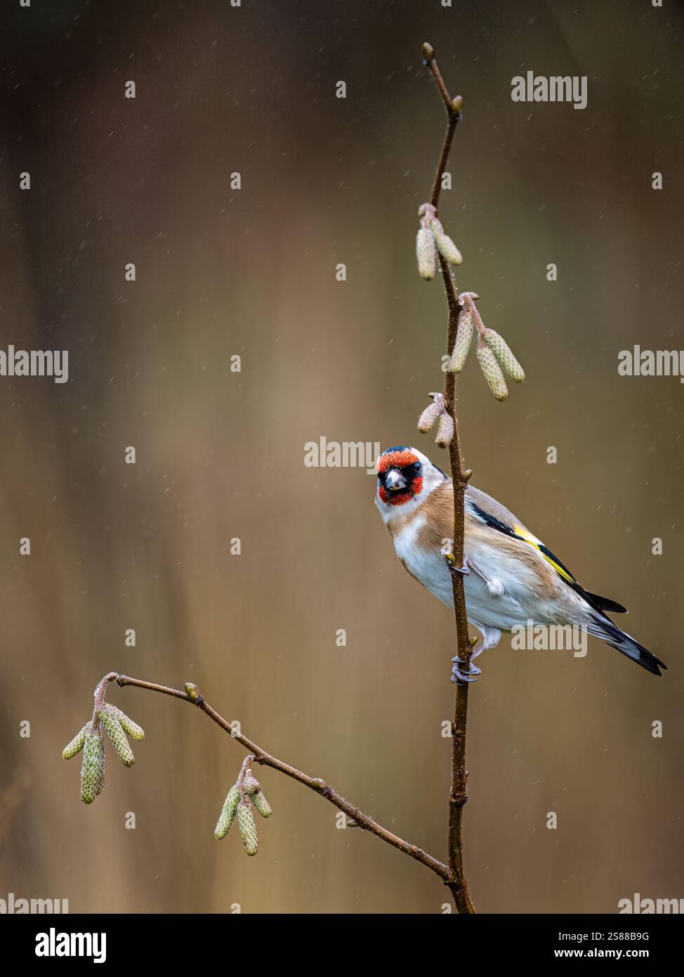 Goldfinch en hiver dans le centre du pays de Galles Banque D'Images