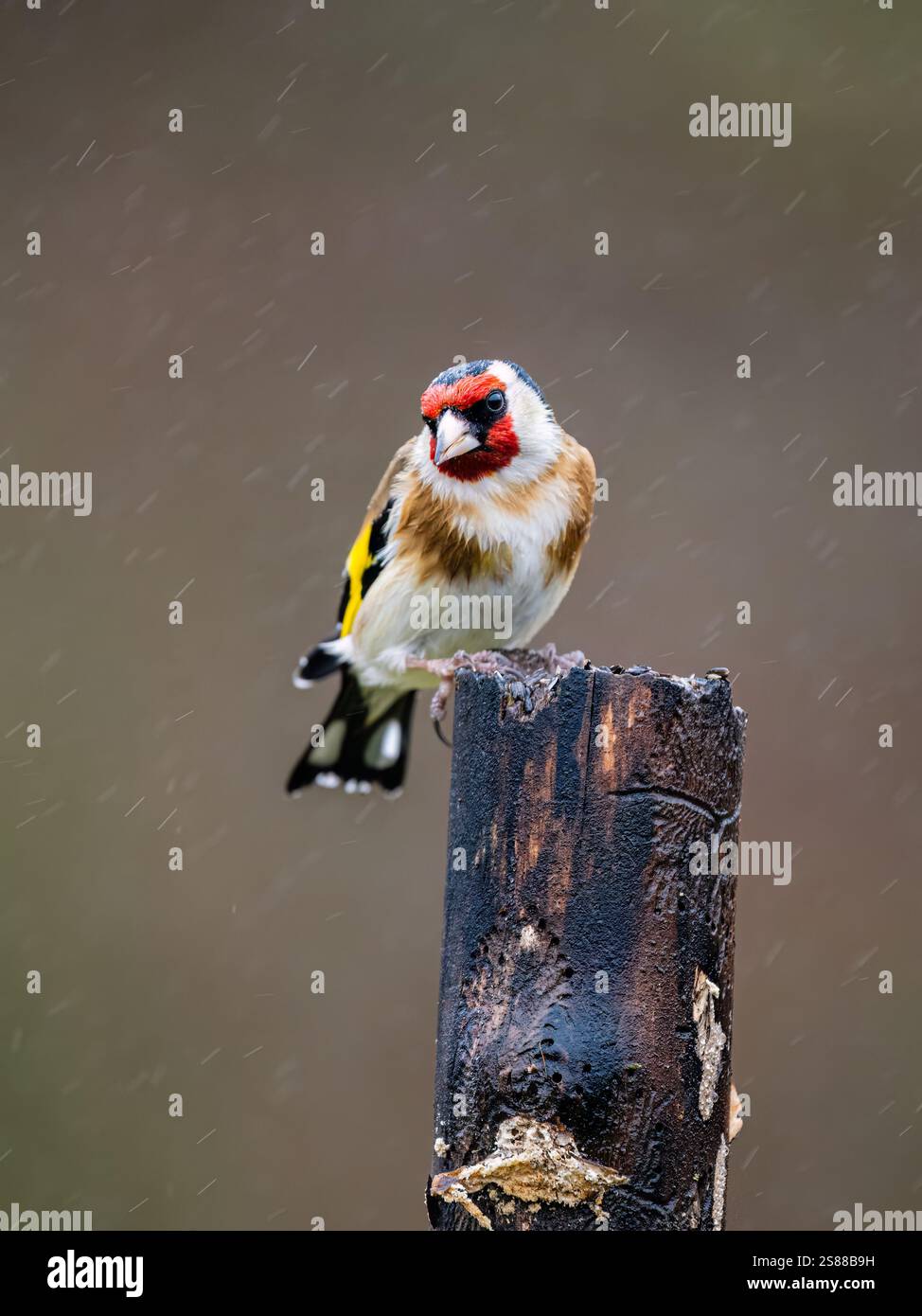 Goldfinch en hiver dans le centre du pays de Galles Banque D'Images