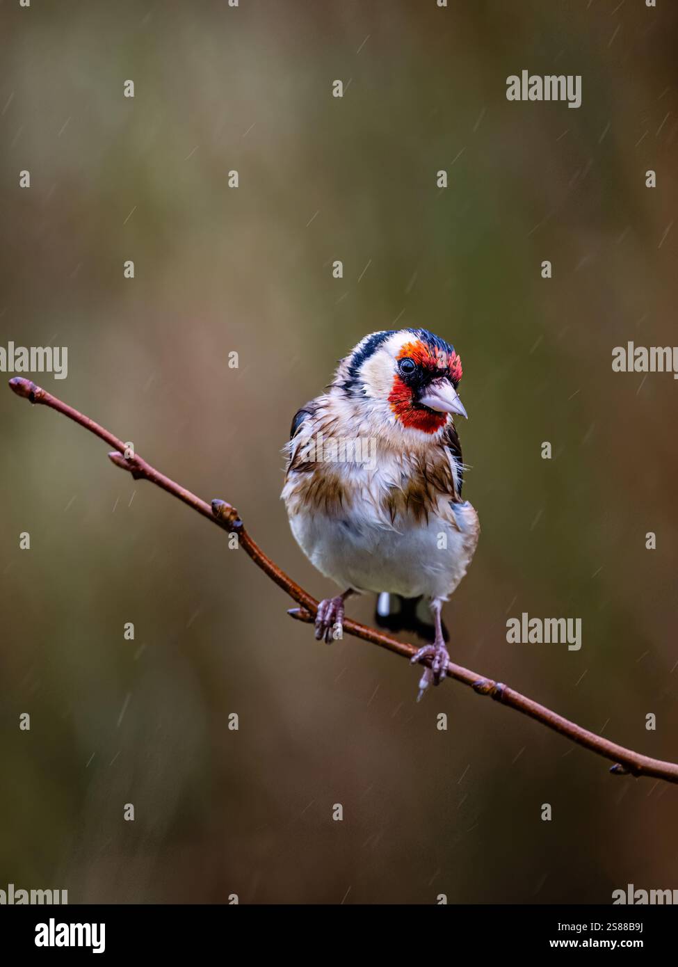 Goldfinch en hiver dans le centre du pays de Galles Banque D'Images