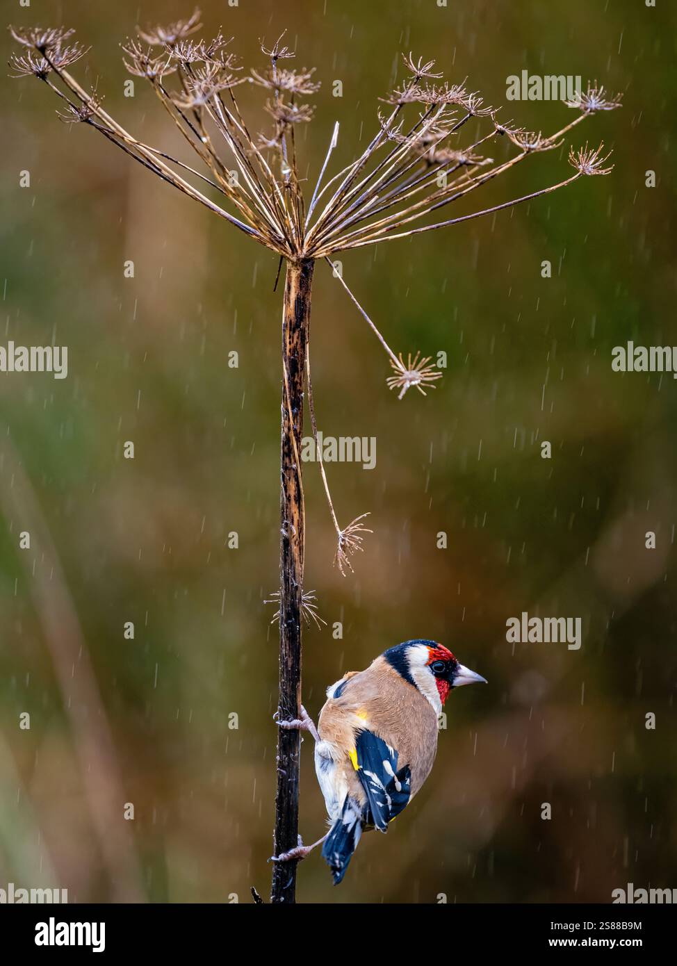 Goldfinch en hiver dans le centre du pays de Galles Banque D'Images
